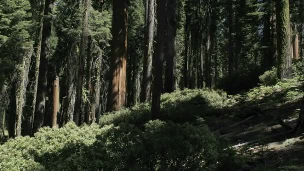Árvores lançam sombras — Vídeo de Stock