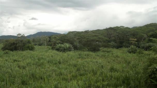 Jungle scène in Costa Rica — Stockvideo