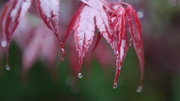 Hojas que atrapan gotas de agua — Vídeos de Stock