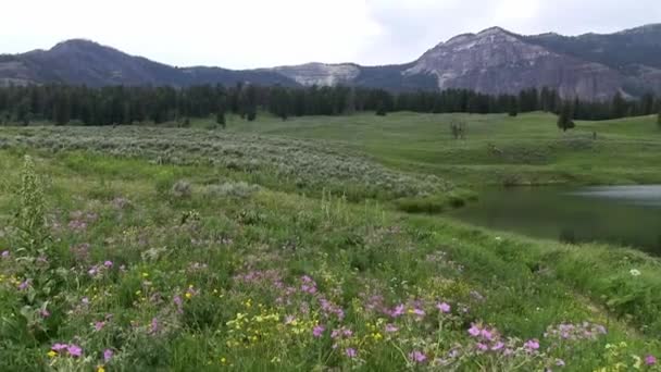 Un lago en el Parque Nacional de Yellowstone — Vídeos de Stock