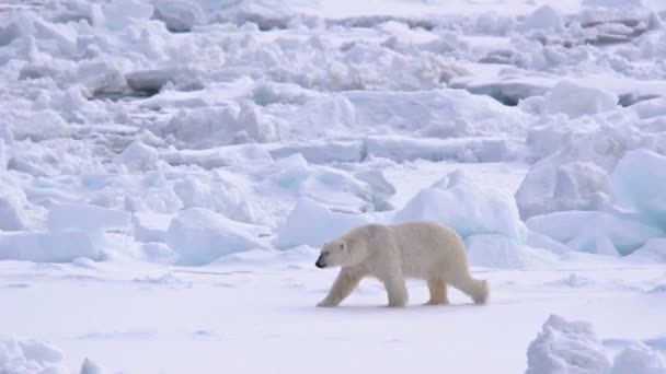 北极熊在海冰上行走 — 图库视频影像