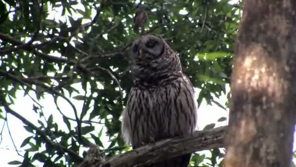 Un gufo barrato si guarda intorno — Video Stock