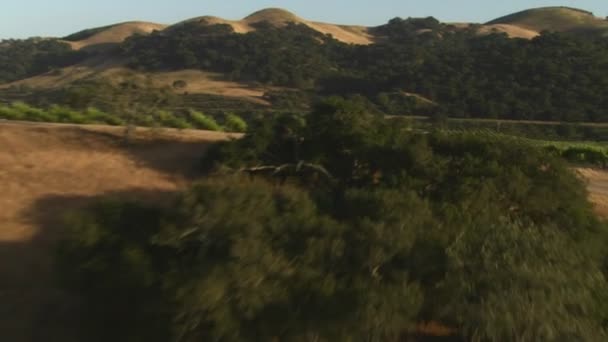 Santa Barbara County wijngaarden — Stockvideo