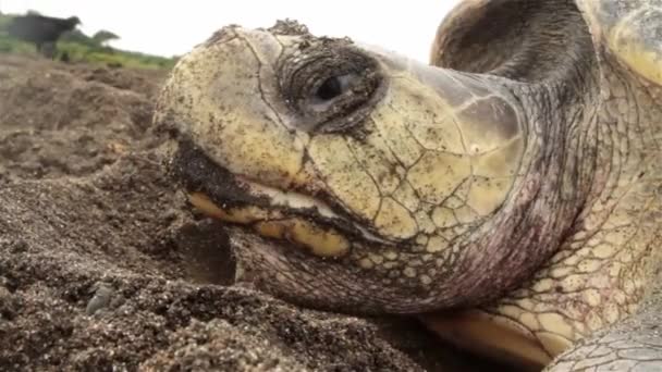 Face of a sea turtle laying eggs — Stock Video