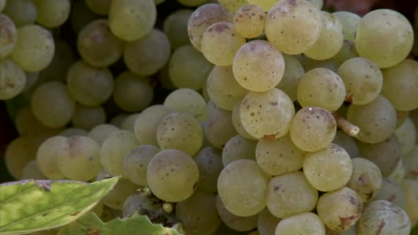 Виноград Шардоне созревает на виноградной лозе — стоковое видео
