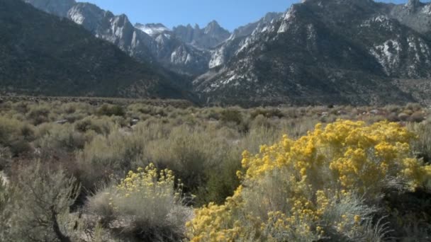 Flores silvestres en Alabama Hills — Vídeo de stock