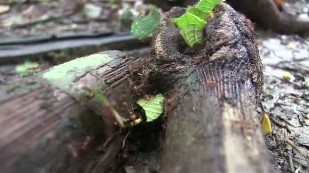 Duizenden leafcutter mieren bewegen over een boomtak — Stockvideo