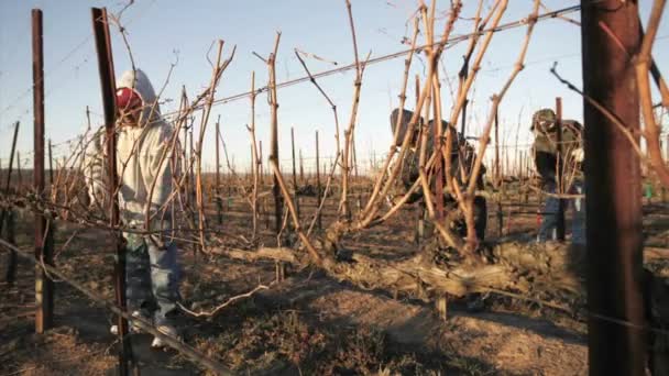 Εργαζομένων κλάδεμα τα νάρκη άμπελοι σταφυλιών — Αρχείο Βίντεο