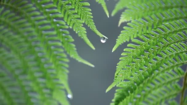 Fougère sous la pluie — Video