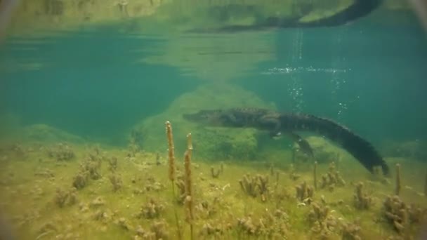 Алігатор плаває у воді — стокове відео