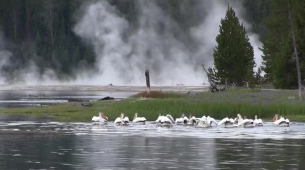 Sandpiper ptáci pecku podél pobřeží — Stock video