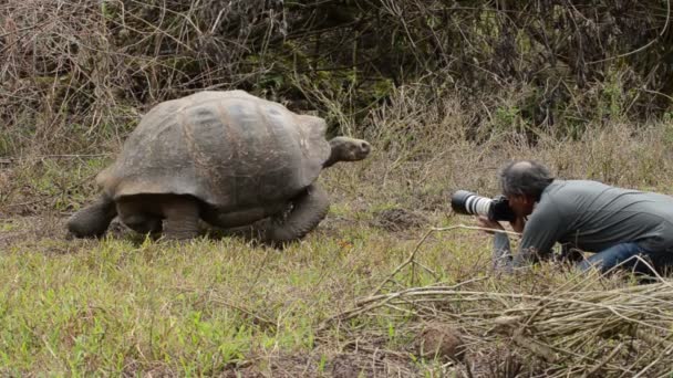 Fotograf i żółw olbrzymi chodzenie — Wideo stockowe
