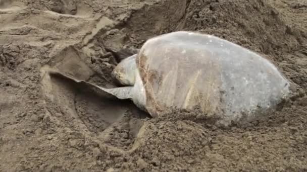 Uma tartaruga marinha escava na areia enquanto põe ovos — Vídeo de Stock