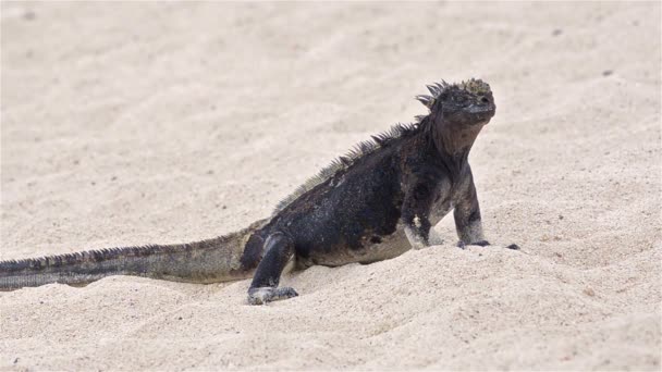 Punta Espinoza plaj deniz Iguana — Stok video