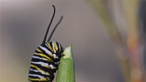 Monarch Caterpillar äta — Stockvideo