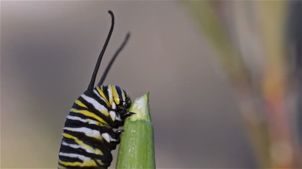 Monarch hernyó-evés — Stock videók