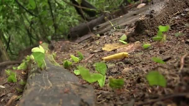 Leafcutter 개미는 지점에 걸쳐 잎을 이동 — 비디오