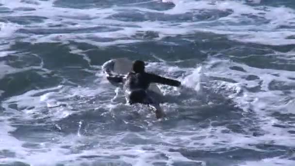 Surfistas esperando olas — Vídeo de stock