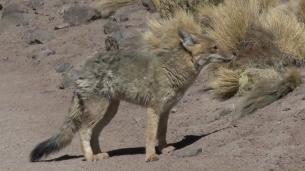 Zorro del desierto en el altiplano — Vídeo de stock