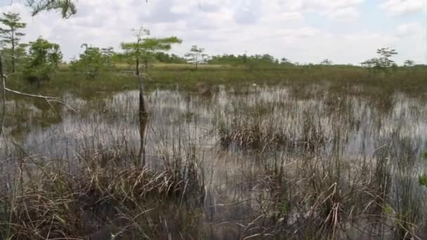 Sawgrass μεγαλώνει μέσα στο ανθοπώλης Everglades — Αρχείο Βίντεο