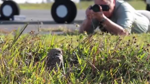Fotoğrafçı baykuş fotoğraflarını çeker — Stok video