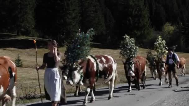 Tiroler Rinder schmücken eine Straße in den Alpen — Stockvideo