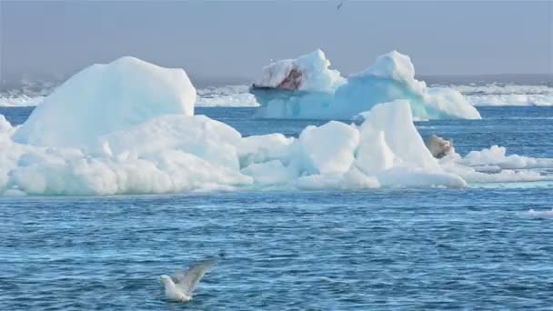 Sea ice floating past grounded icebergs — Stock Video