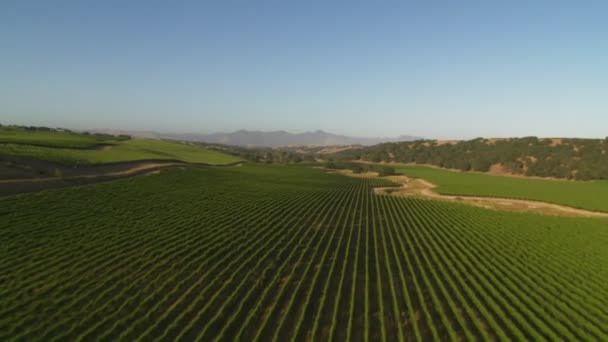 Santa Barbara County vineyards — Stock Video