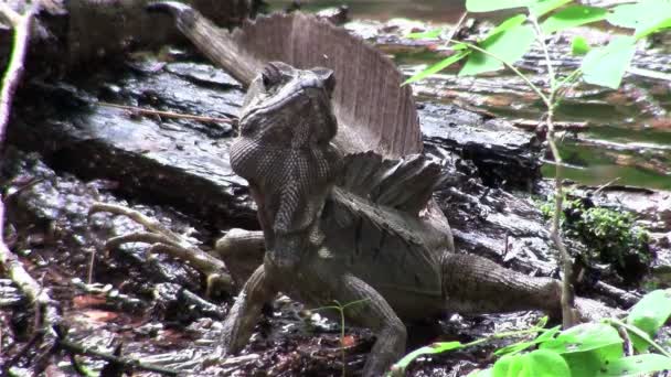 Basilisk kertenkele portre — Stok video