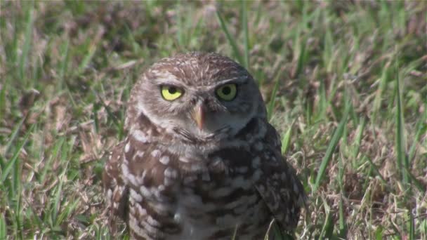 Une chouette fouisseuse regarde autour de elle . — Video