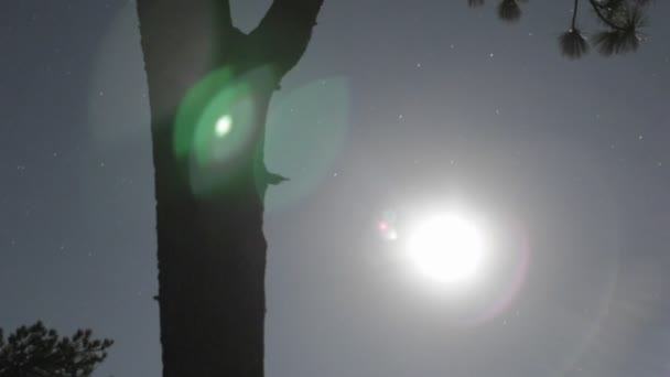 A lua sobe através da floresta — Vídeo de Stock