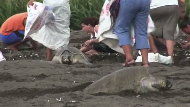 Ludzie z żółwi na plaży — Wideo stockowe