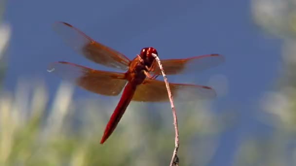 Πράσινο dragonfly στην υποκατάστημα — Αρχείο Βίντεο