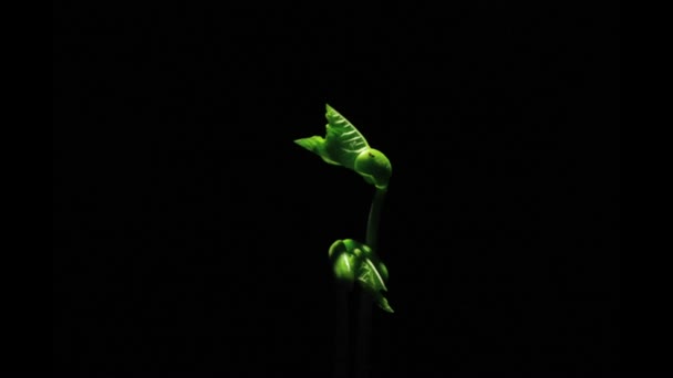生命に成長する植物の種子 — ストック動画