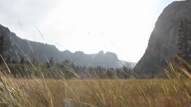 Вітер дме на трав'янистому полі — стокове відео