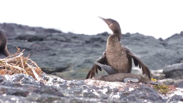 Cormoranes voladores asentándose en su nido — Vídeo de stock