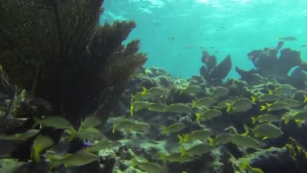 Peces tropicales nadan alrededor de un arrecife — Vídeo de stock