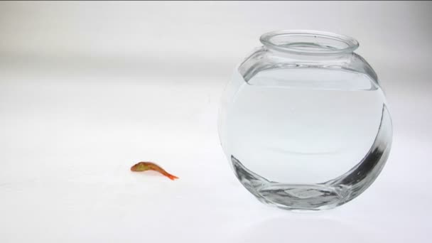 Un poisson rouge bascule sur une surface blanche — Video