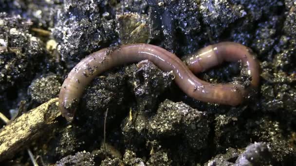 Earthworm burrows into soil — Stock Video