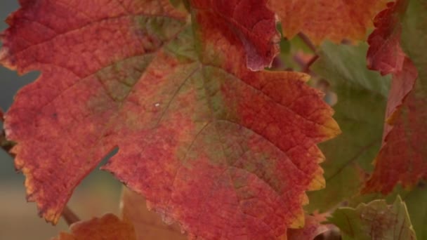 Grape leaves during harvest — Stock Video