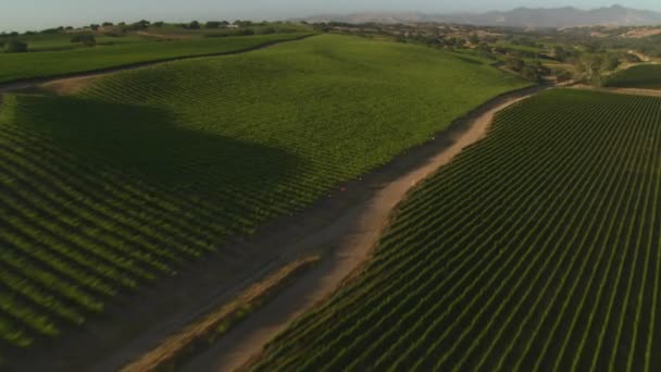 Viñedos del Condado de Santa Barbara — Vídeo de stock