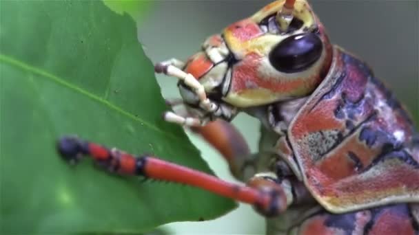 Grasshopper locust eating — Stock Video