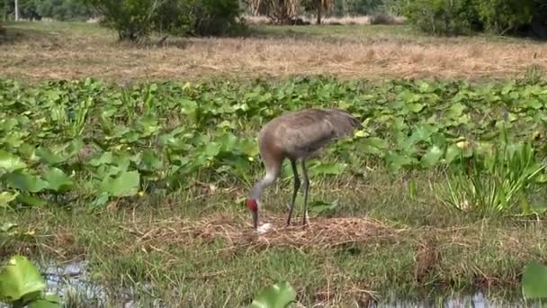 Um guindaste de areia vagueia em um campo — Vídeo de Stock