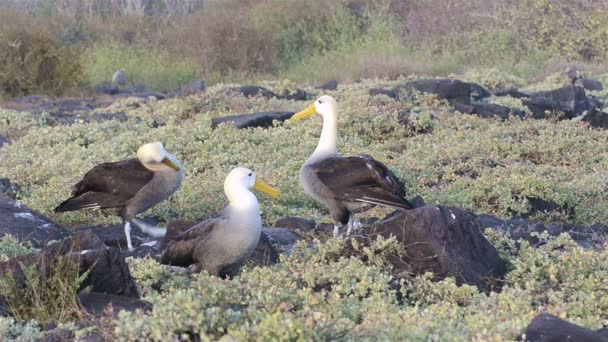 Albatross bill-cirklande under en uppvaktning ritual — Stockvideo