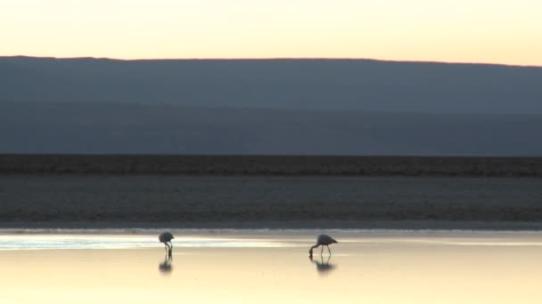 Фламинго питаются в рассоле — стоковое видео