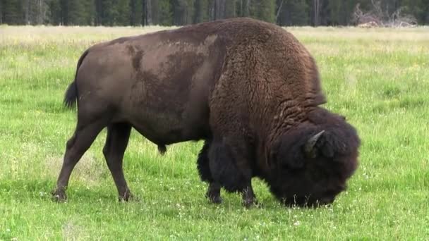 En bison vallfoder i gräsmarker — Stockvideo
