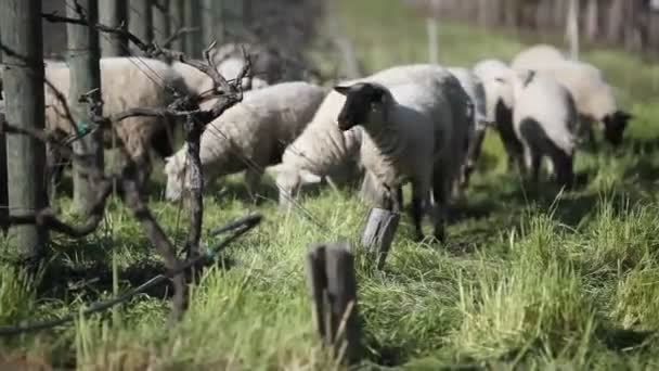 Schafe weiden auf dem Feld — Stockvideo