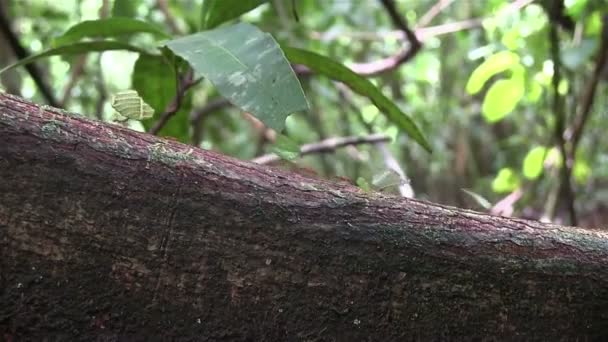 Leafcutter mravenci přesunout listy přes větev — Stock video