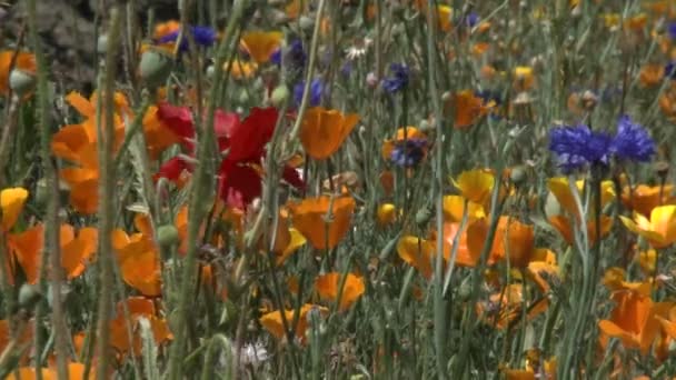 Flores de amapola soplan en el viento — Vídeo de stock