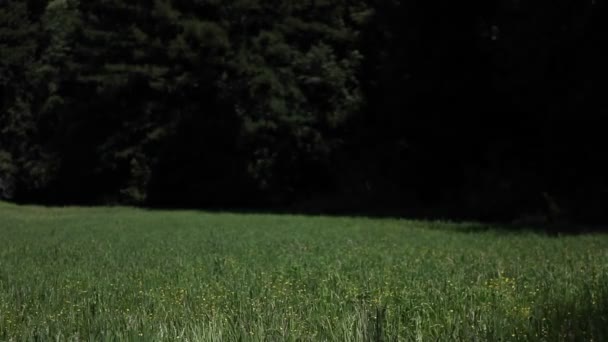 Eine junge Frau geht mit einem Sonnenschirm — Stockvideo